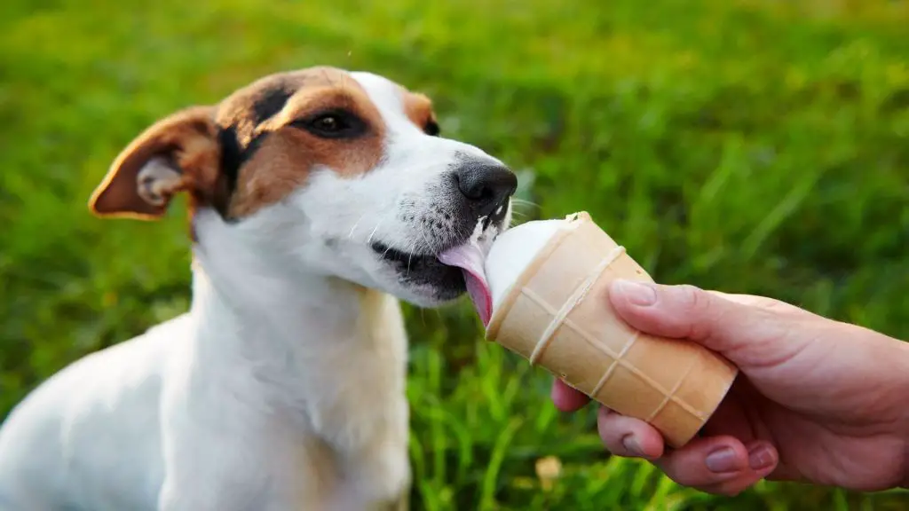 can dogs eat ice cream