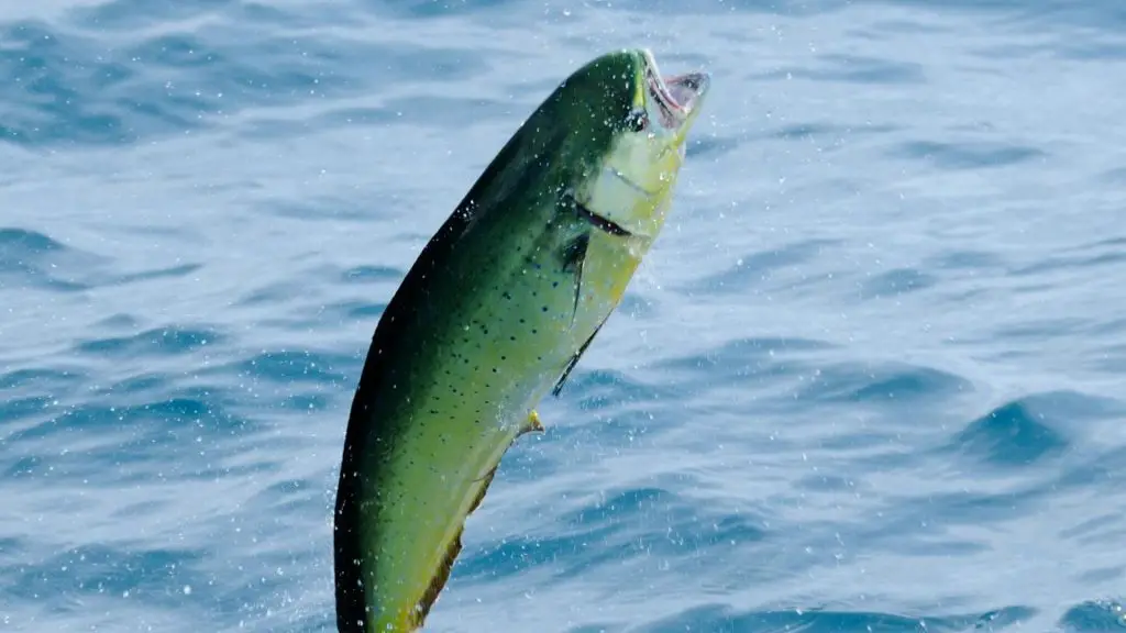 mahi mahi fish