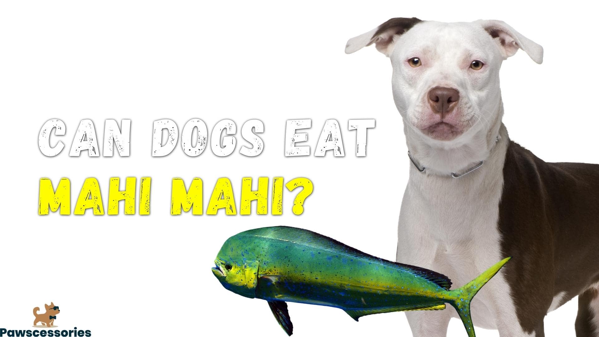 Can Dogs Eat Mahi Mahi? Benefits & Dangers (We Asked A Vet)