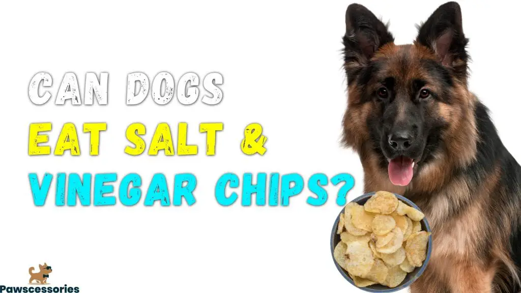 can dogs eat salt and vinegar chips