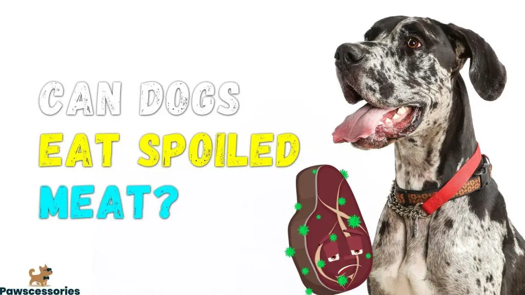 can dogs eat spoiled meat