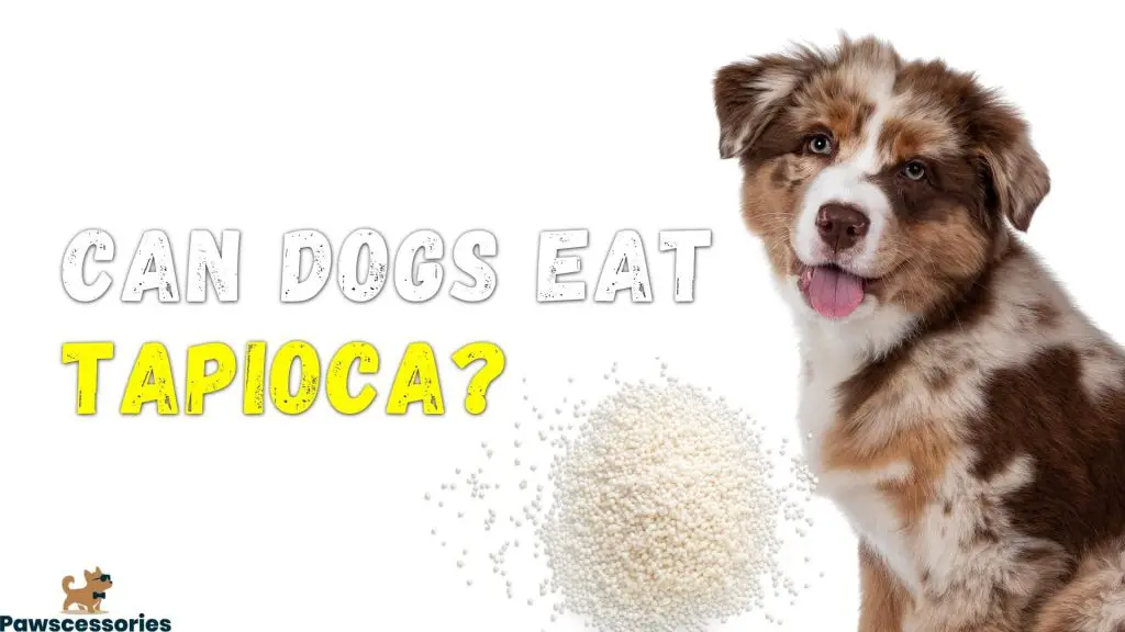 can dogs eat tapioca