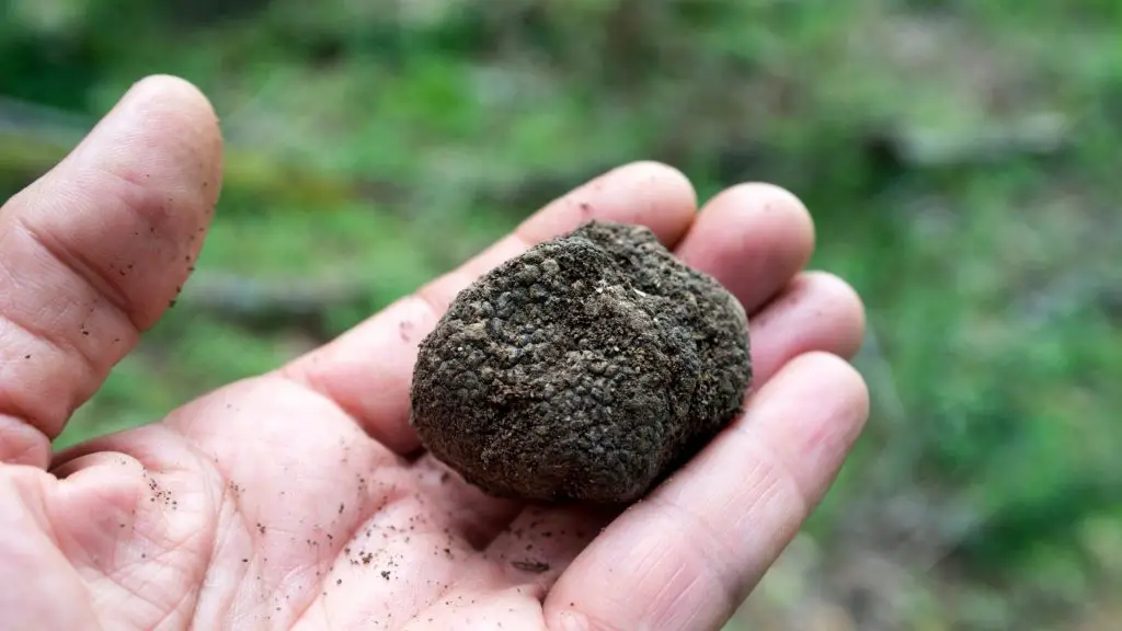 can dogs eat truffles