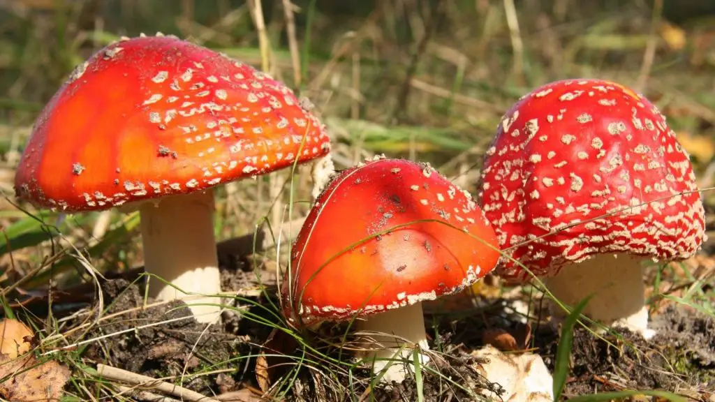 poisonous mushrooms