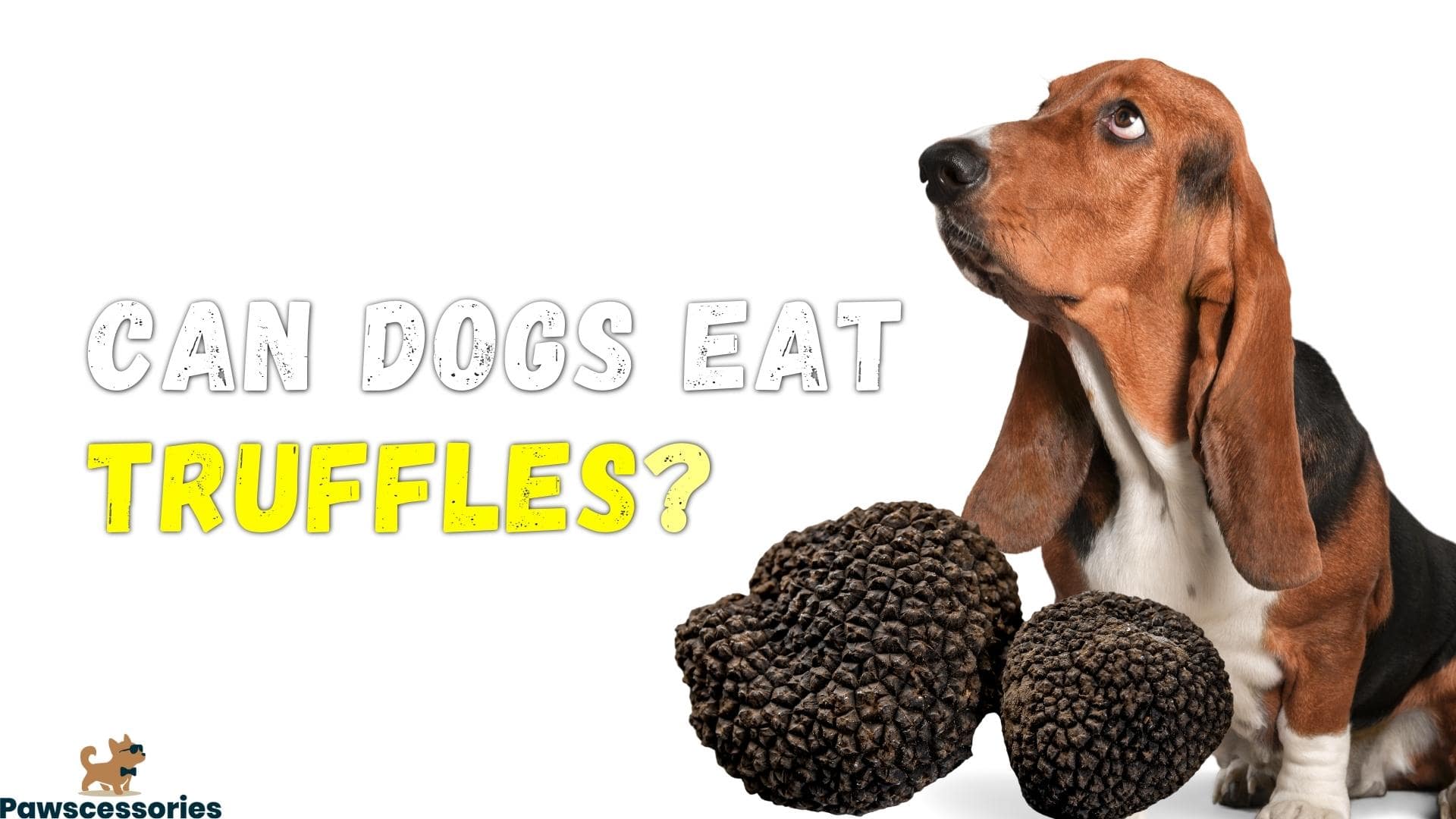 Can Dogs Eat Truffles? Can Dogs Eat Truffle Oil? (We Asked Vets)