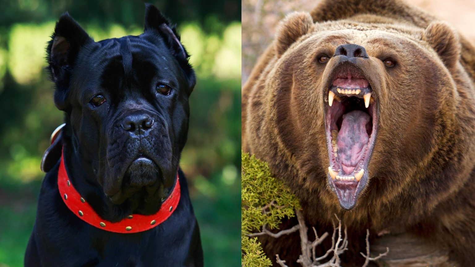 how-strong-is-the-cane-corso-bite-force-psi-statistics