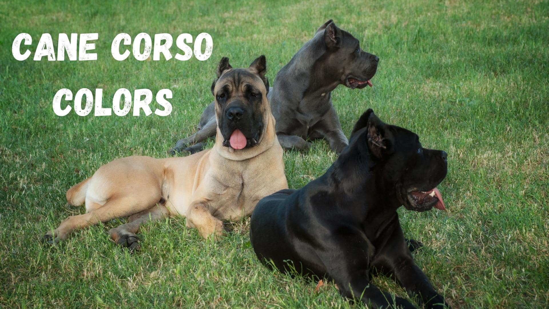 Cane Corso Colors Common And Rare Coat Types Explained 2022