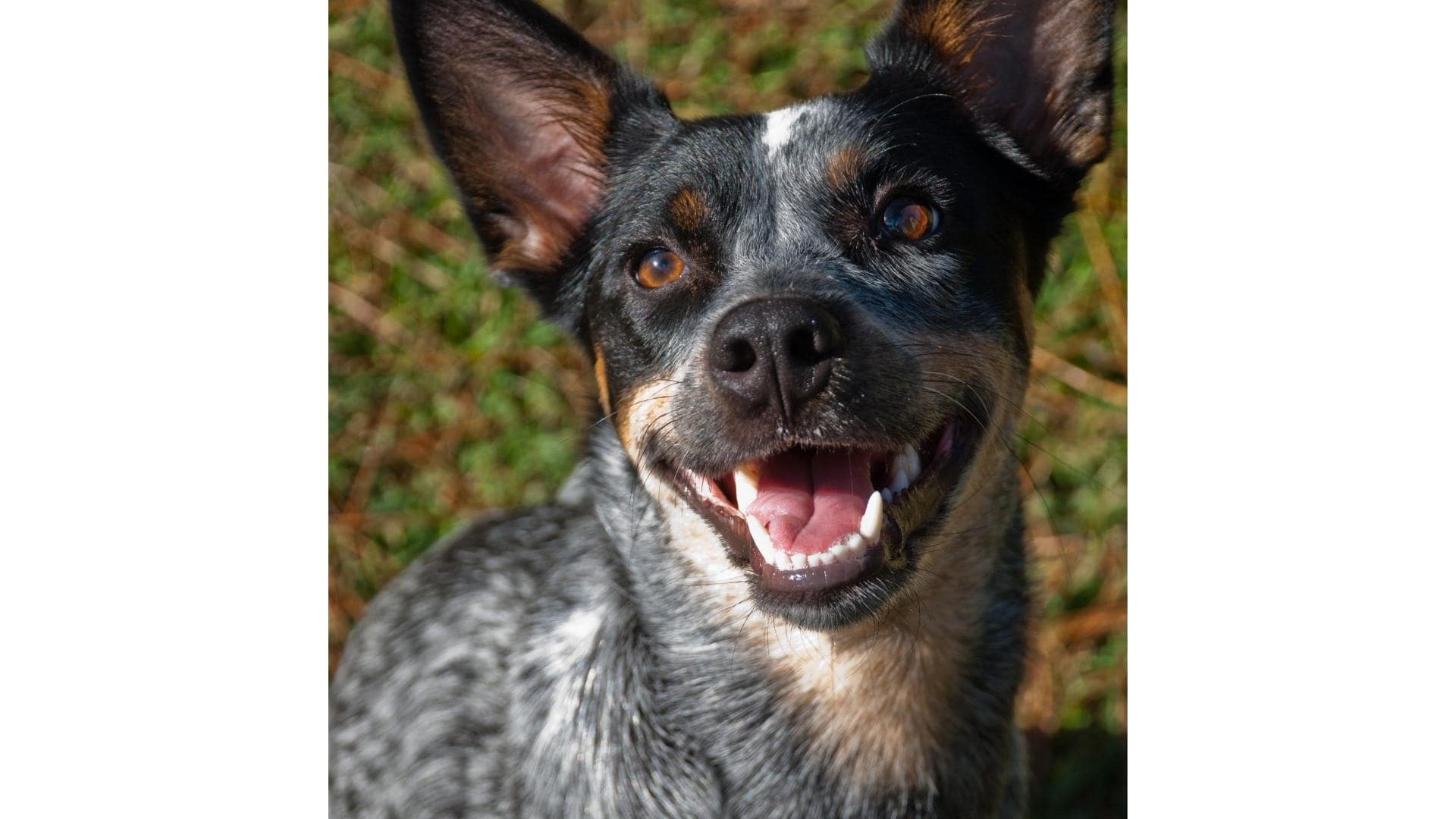 Blue Heeler Jack Russell Mix (AKA Cattlejack) Breed Profile