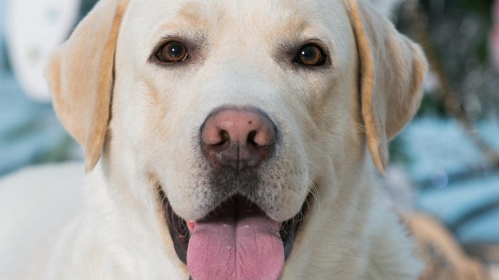 champagne labradors face