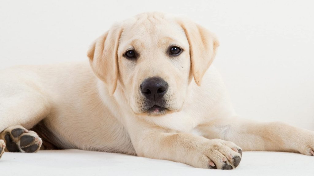 champagne lab puppies