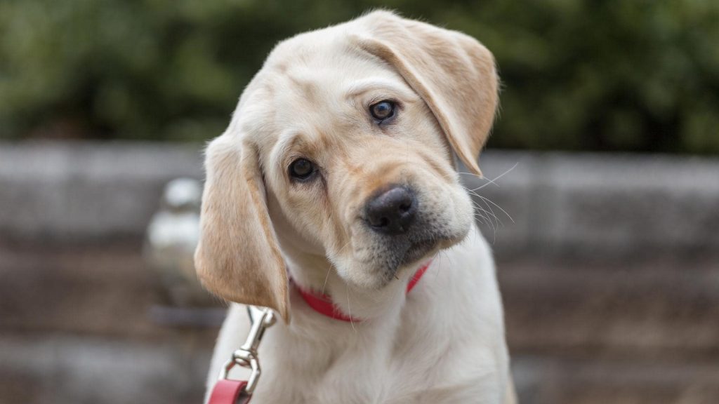 champagne labrador