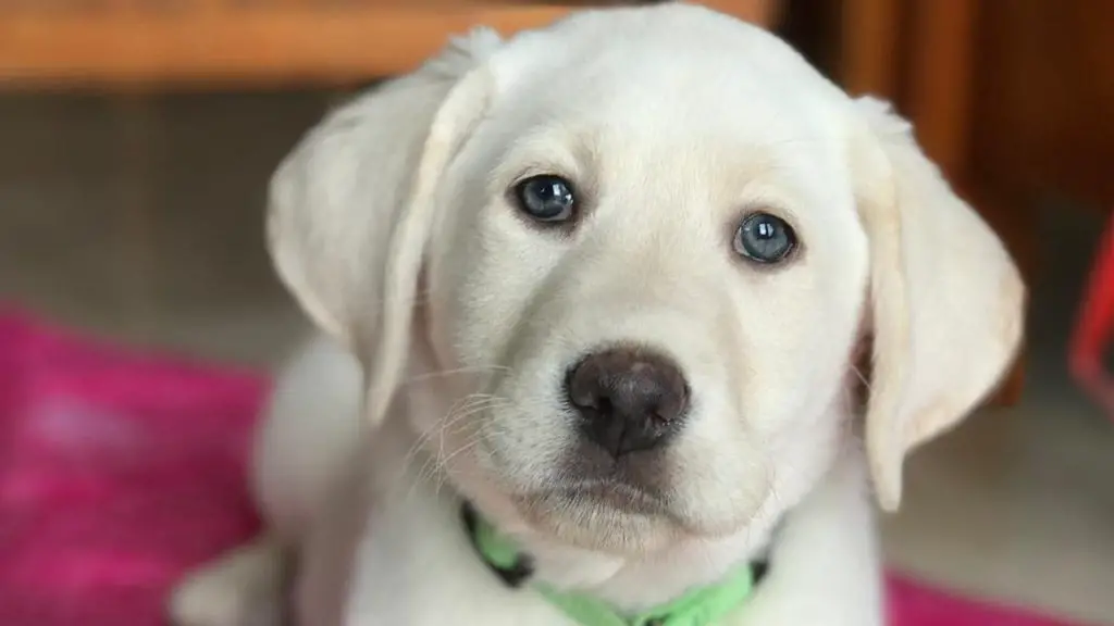 champagne lab puppy