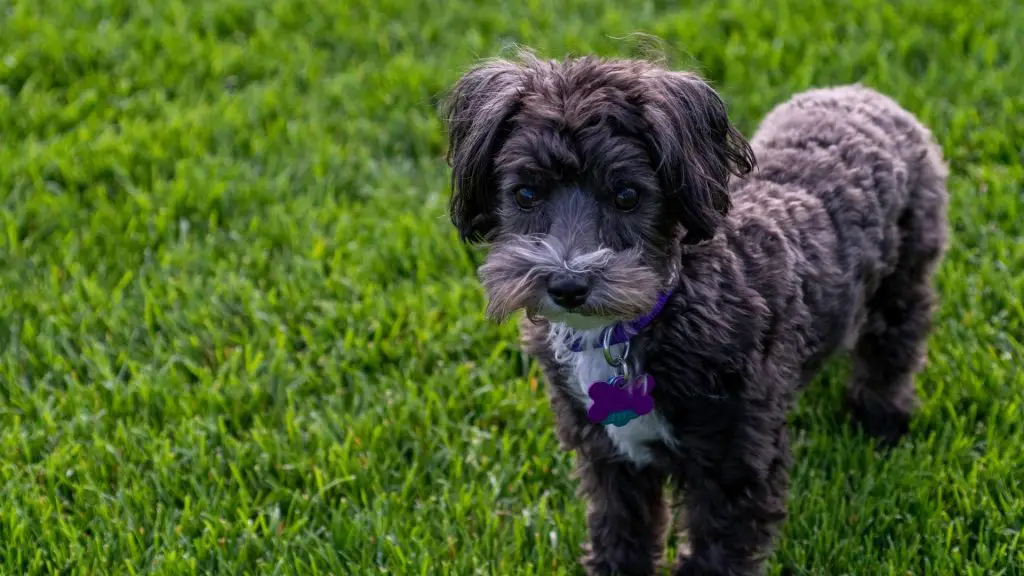 chihuahua poodle maltese mix