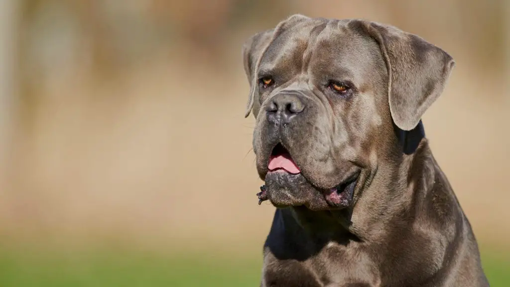 Cane Corso Colors: Common & Rare Coat Types Explained