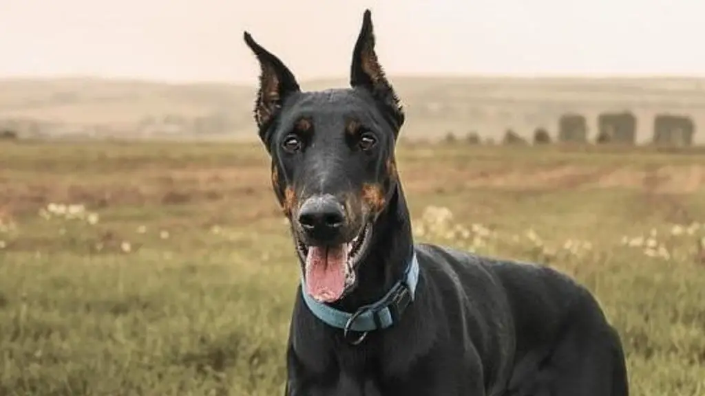 doberdane 