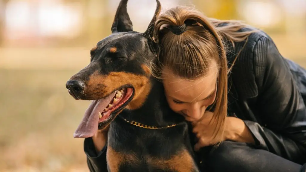 doberdane cuddles