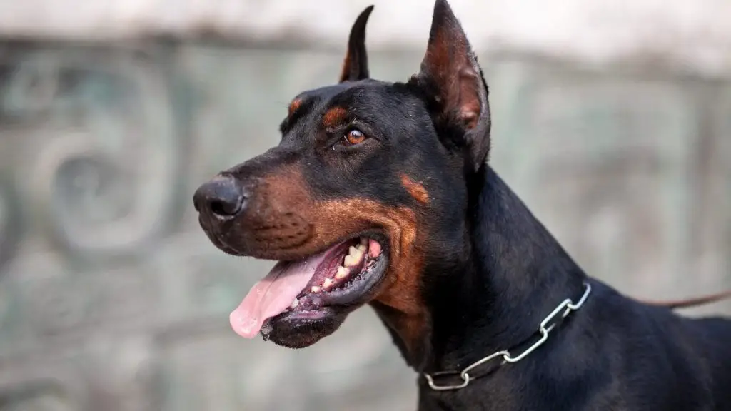 great dane doberman mix