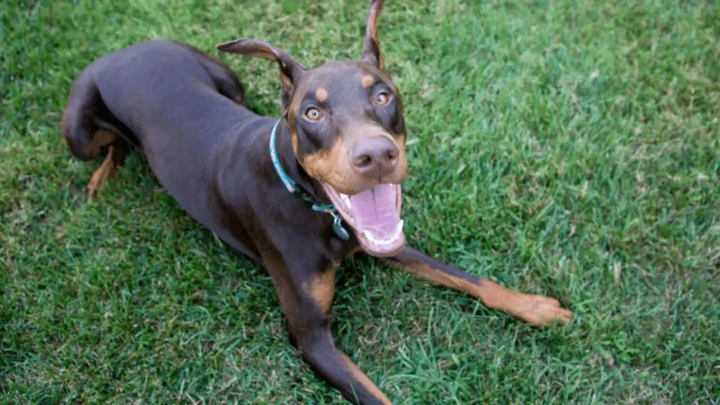 doberdane