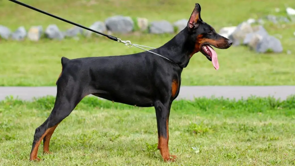 doberman pinscher bite force