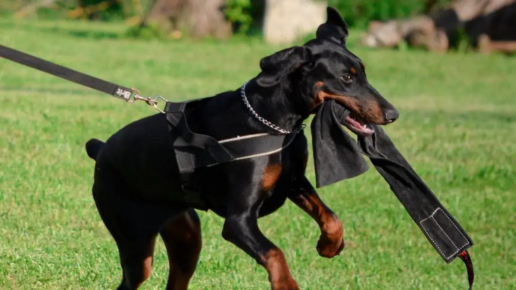 doberman pinscher bite force