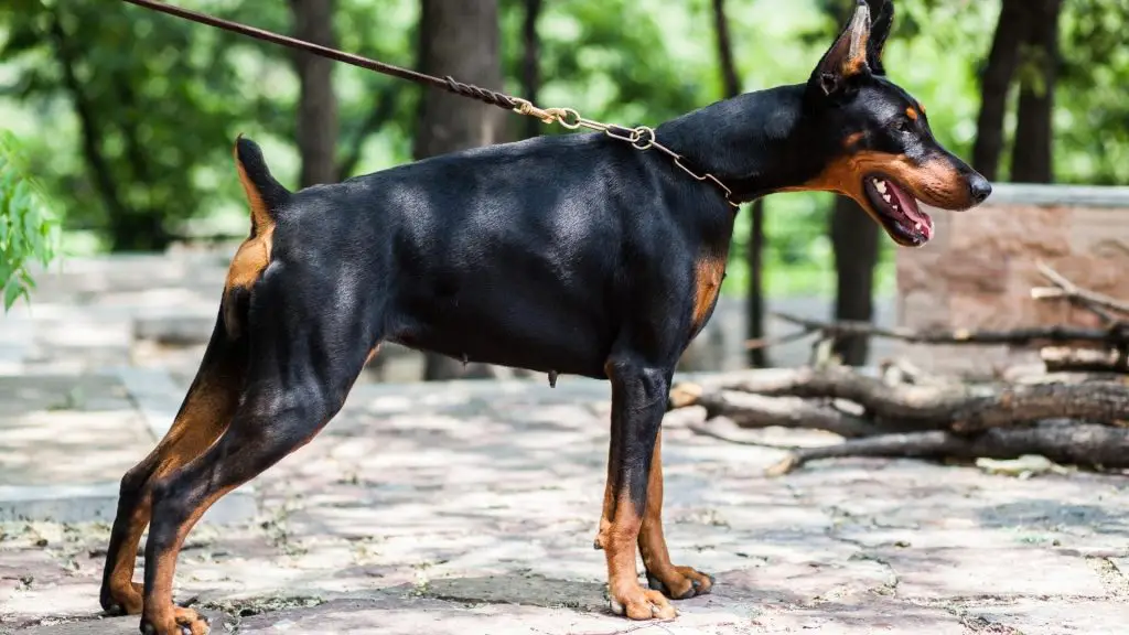 doberman pinscher bite force