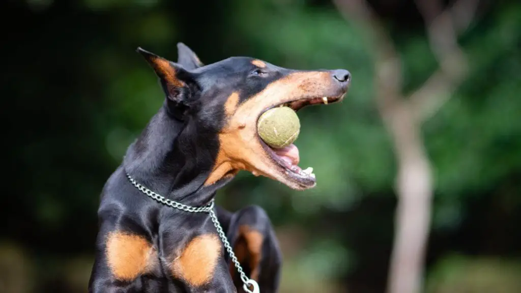 doberman pinscher bite force