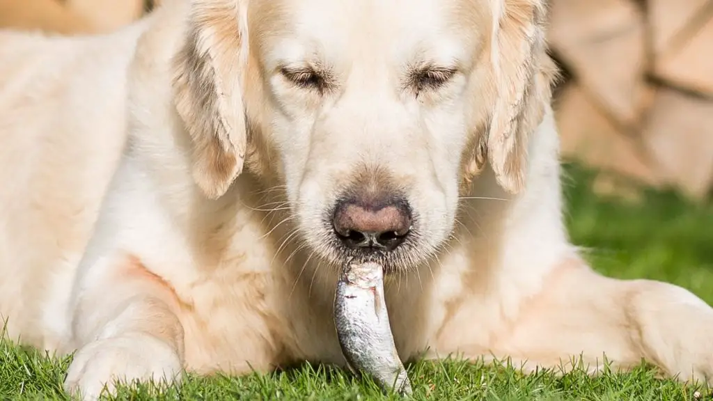 dog eating fish