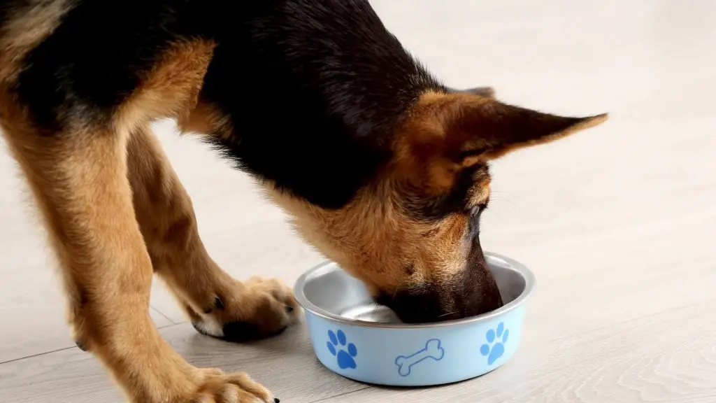 dog eating teriyaki chicken