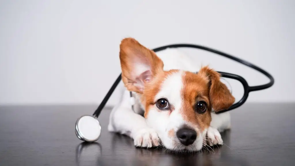 dog going to the vet to have their bum looked at