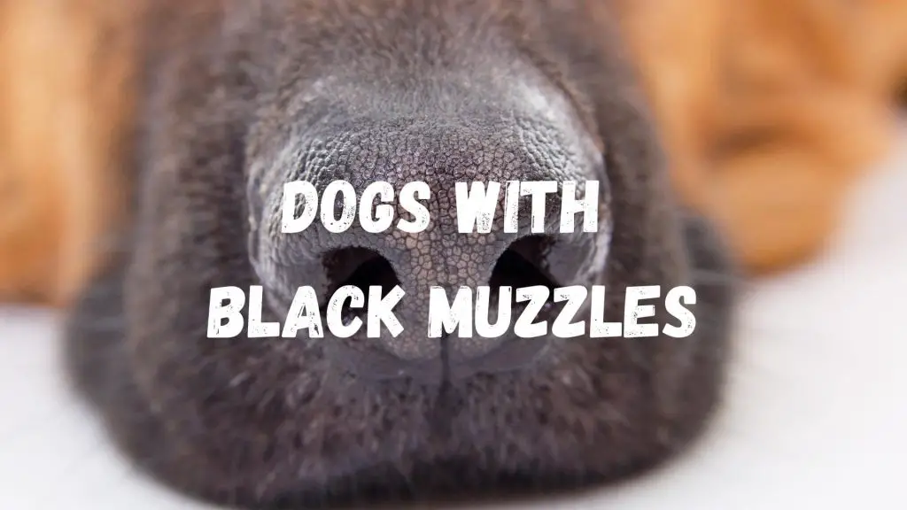 dog with black face