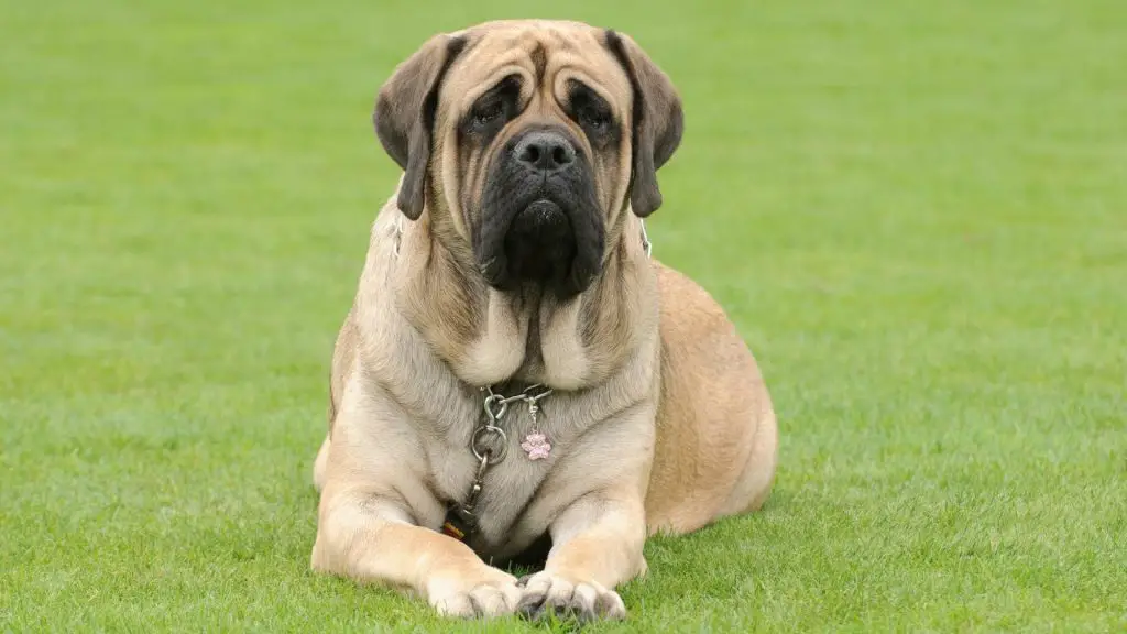 english mastiff