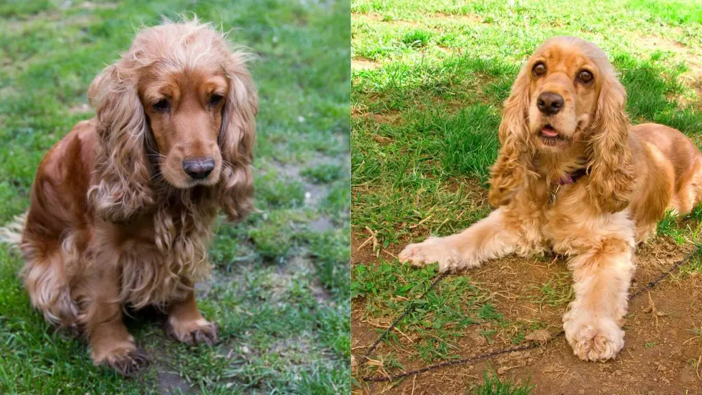 english vs american cocker spaniel