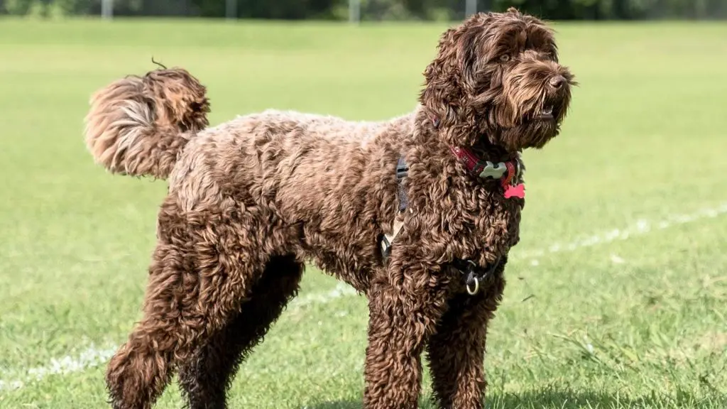 f1 labradoodle