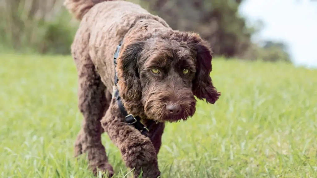 f1 labradoodle