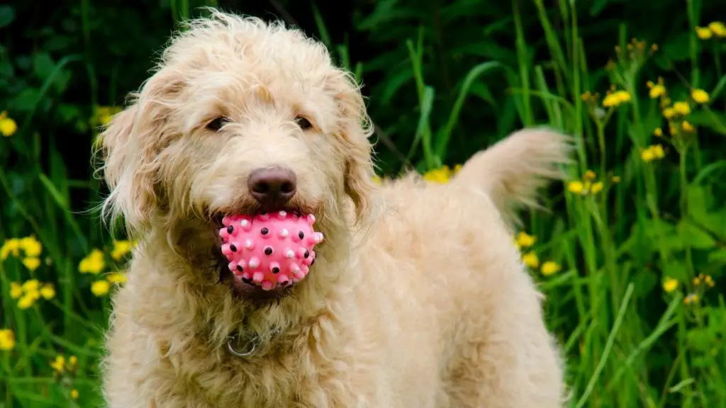 f1 labradoodle