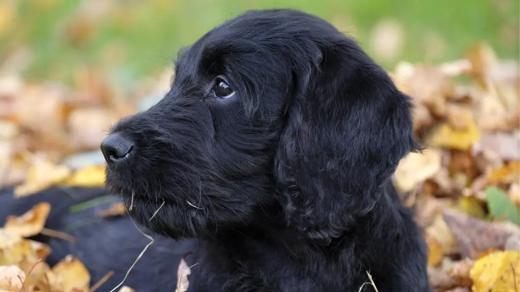 f1 labradoodle puppy