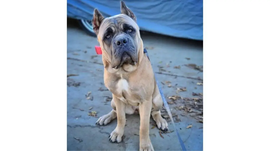 fawn cane corso