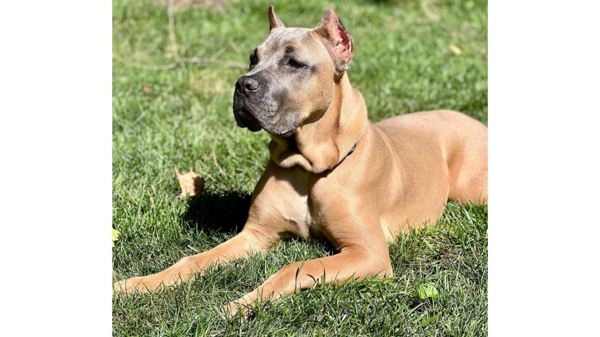 Cane Corso Colors: Common & Rare Coat Types Explained