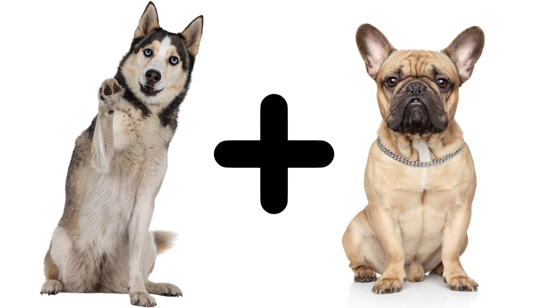 The French Bulldog Husky Mix: Everything You Need To Know