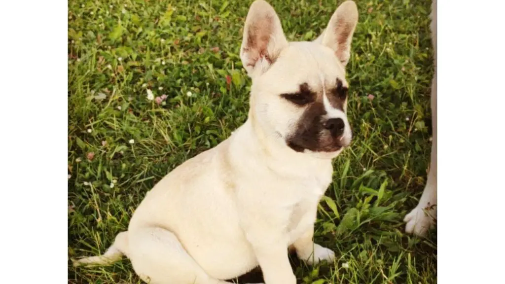 frenchie husky puppy