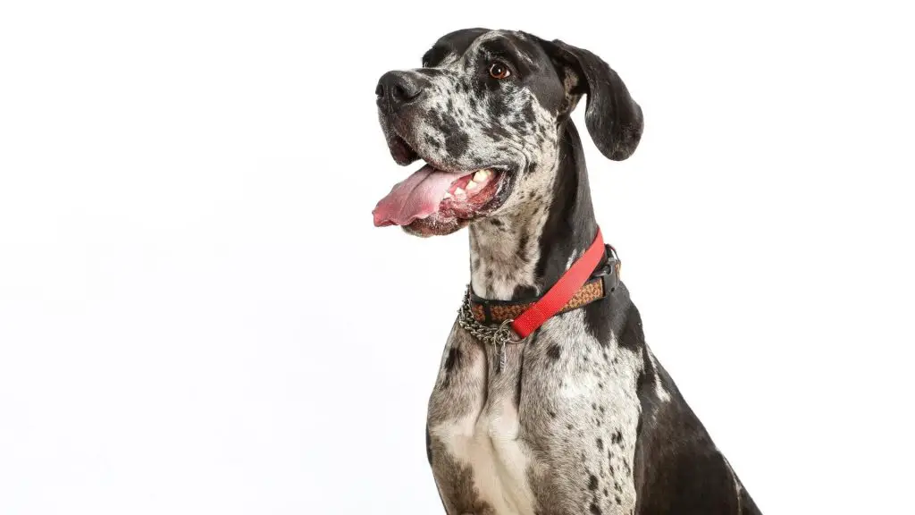 great dane merle coat