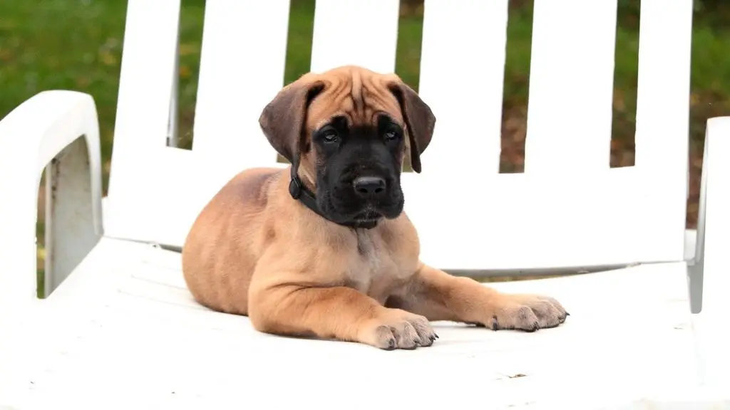 great dane puppy