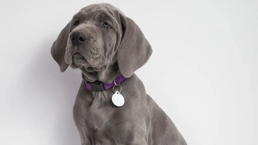 great dane puppy