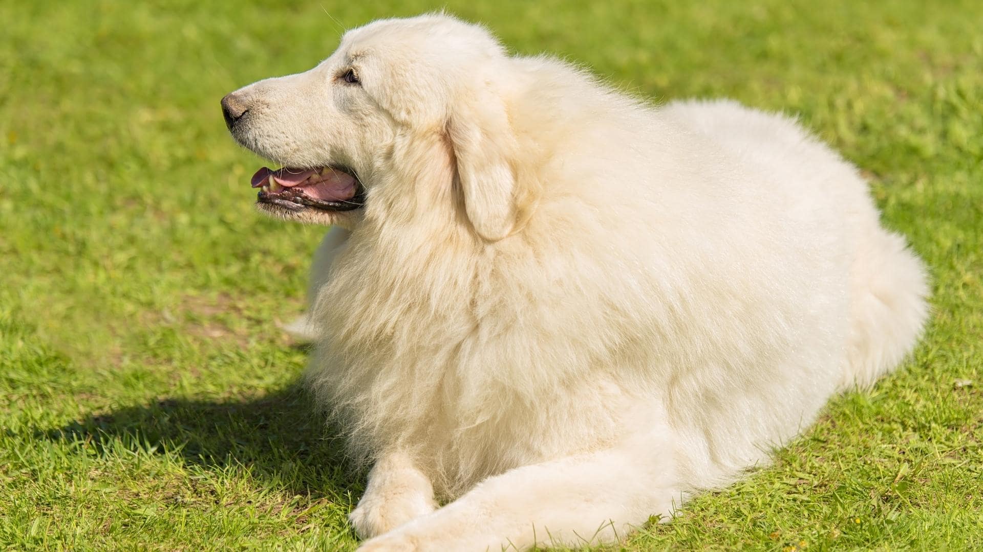 15 Big White Long Haired Dogs With Pictures 15-big-white-long-haired-dogs-with-pictures