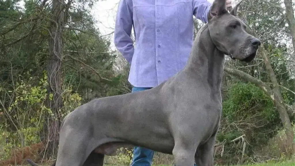 grey doberdane