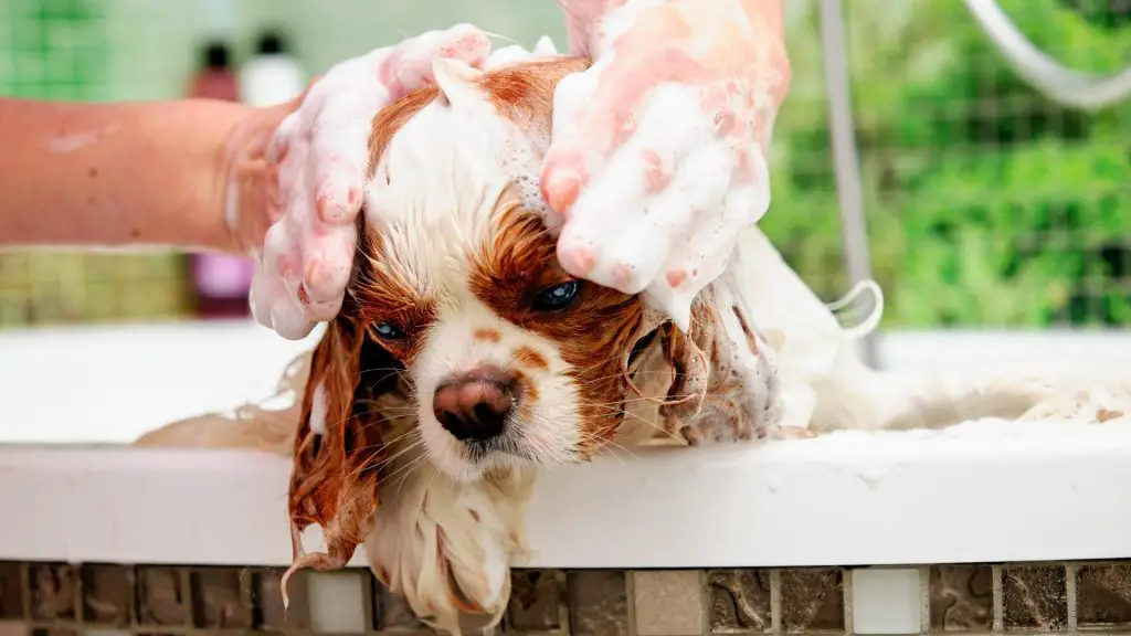 grooming cocker spaniel