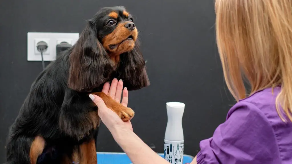 grooming cocker spaniel