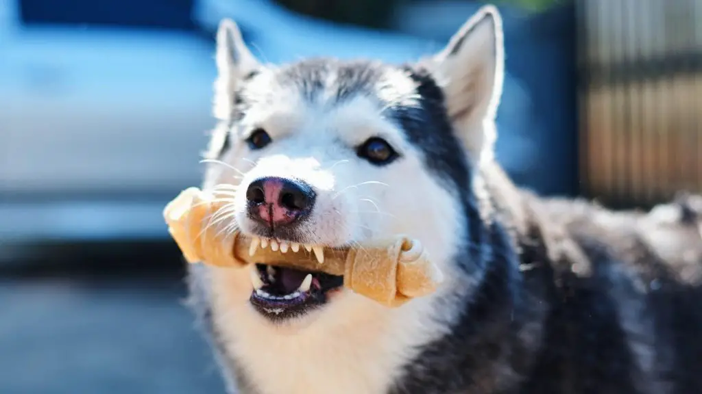 husky bite force