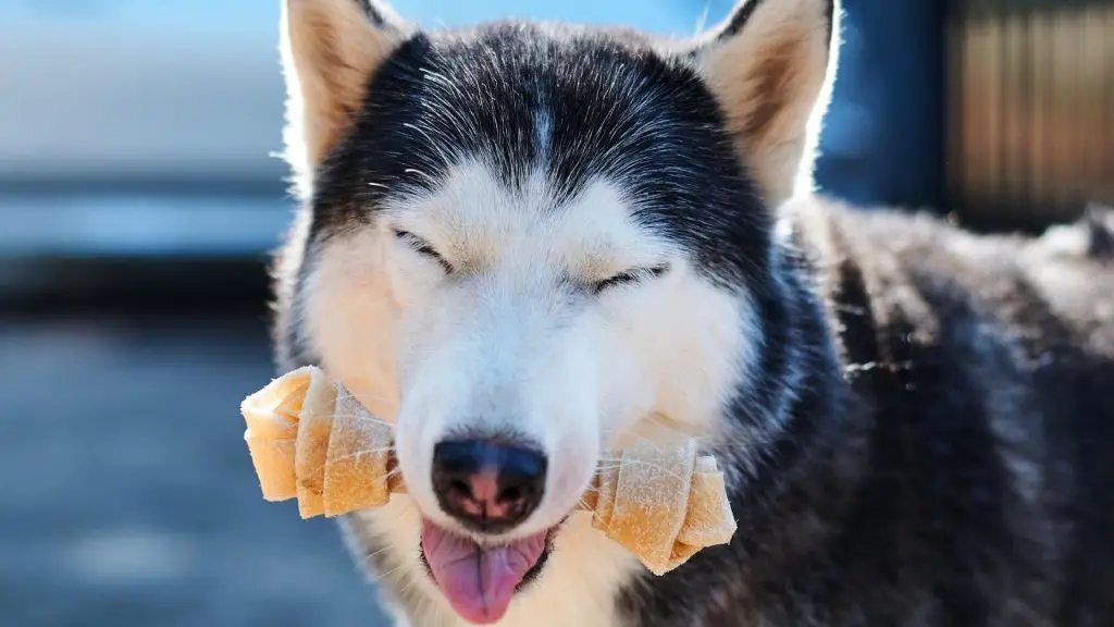 husky bite force 