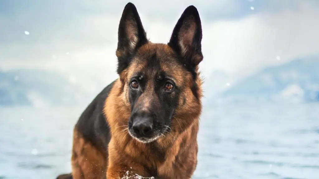 German shepherd